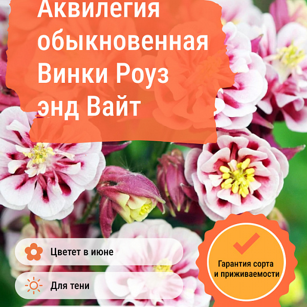 Аквилегия обыкновенная Винки Роуз энд Вайт фото 1 