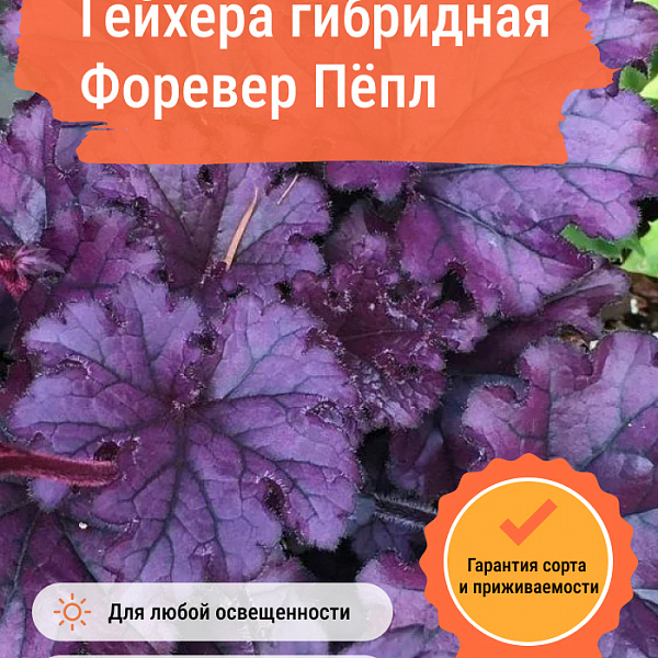 Гейхера гибридная Форевер Пёпл фото 1 