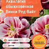 Аквилегия обыкновенная Винки Ред-Вайт фото 2 