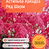 Астильба Арендса Ред Шарм фото 2 