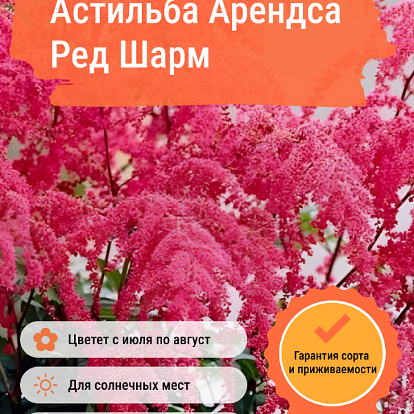 Астильба Арендса Ред Шарм фото 2 
