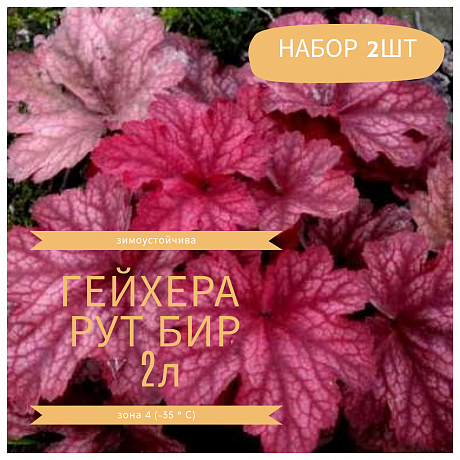Гейхера гибридная Рут Бир НАБОР 2ШТ